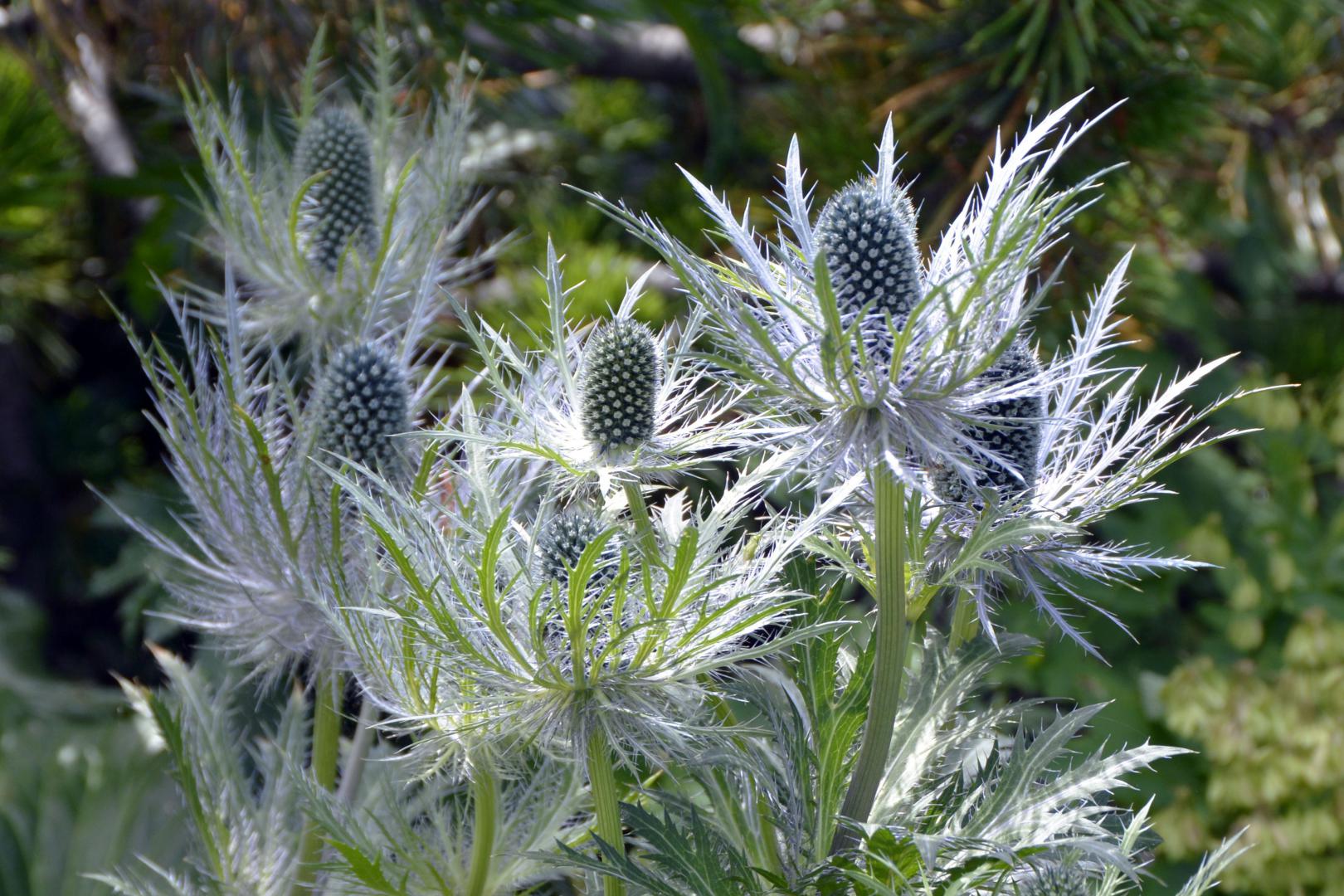 Blumen