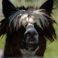 Alpaca